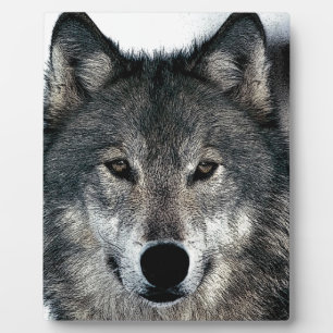 Gray Wolf Fotoplatte