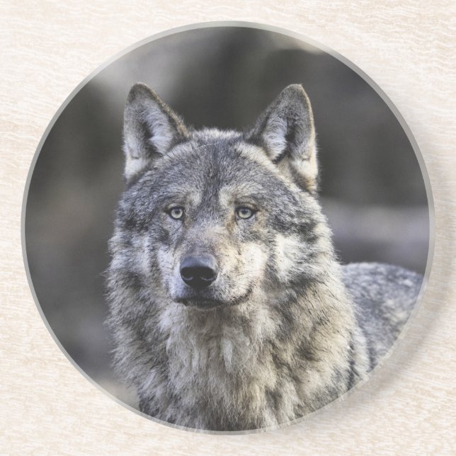 Gray Wolf Getränkeuntersetzer (Vorne)