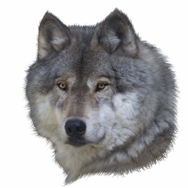 GRAY WOLF HEAD Wildlife Art Skulptur Artikel Fotoskulptur Magnet (Vorne)