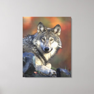 Gray Wolf HerbstCanvas Print Leinwanddruck