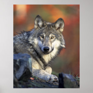 Gray Wolf HerbstCanvas Print Poster