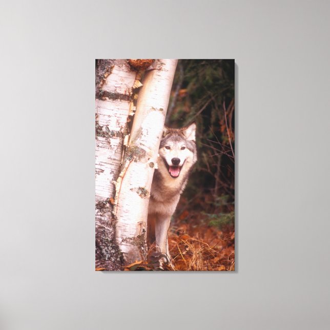 Gray Wolf Hinter einem Baum Leinwanddruck (Vorderseite)