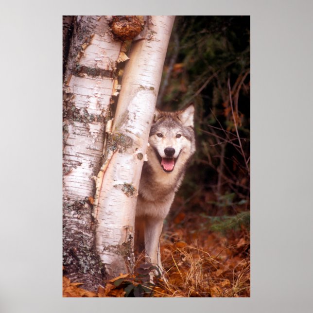Gray Wolf Hinter einem Baum Poster (Vorne)