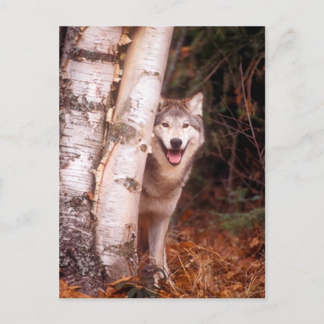 Gray Wolf Hinter einem Baum Postkarte (Vorderseite)