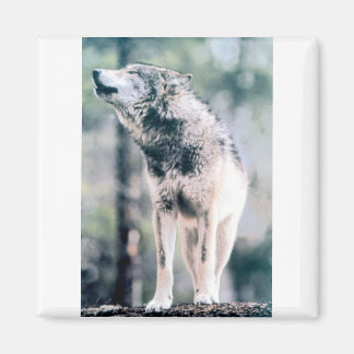 Gray Wolf im Grand Teton Nationalpark Magnet