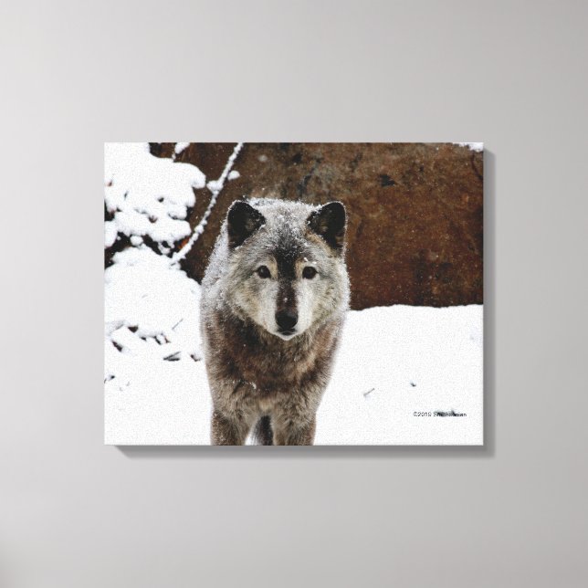 Gray Wolf im Schnee Leinwanddruck (Vorderseite)