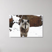 Gray Wolf im Schnee