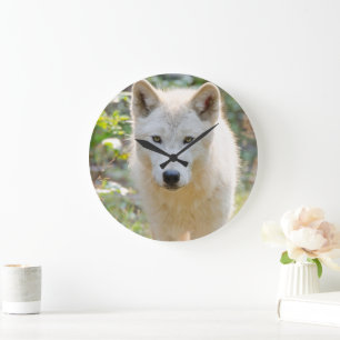 Gray Wolf, kanadische Tierfotografie Große Wanduhr