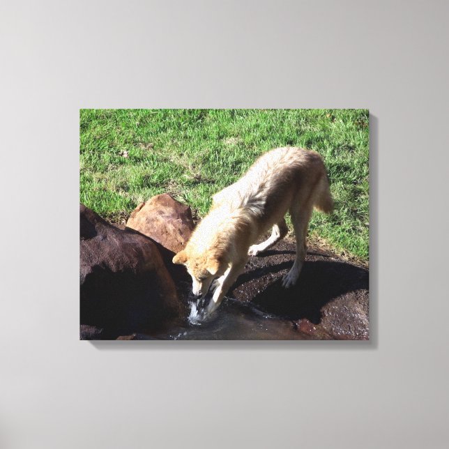 Gray Wolf Leinwand (Vorderseite)