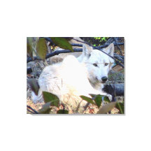 Gray Wolf Leinwand