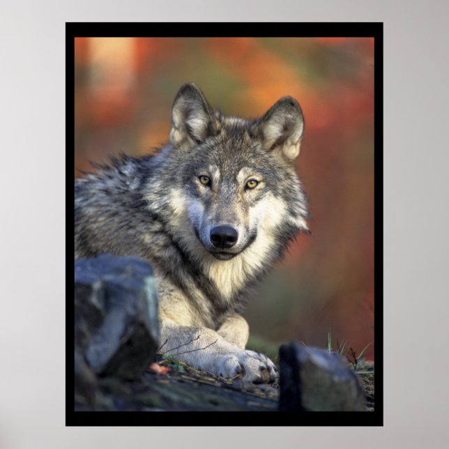 Gray Wolf Lovers Poster (Vorne)