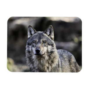 Gray Wolf Magnet