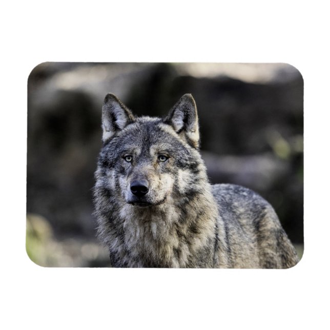 Gray Wolf Magnet (Horizontal)