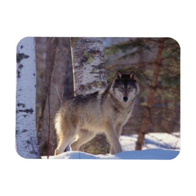 Gray Wolf Magnet (Horizontal)