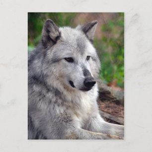 Gray Wolf Pose-168 Postkarte