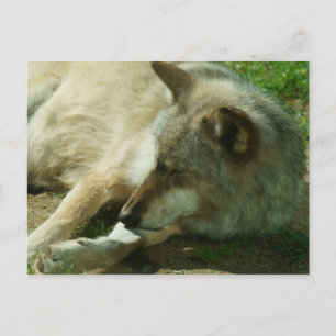 Gray Wolf Postcard Postkarte