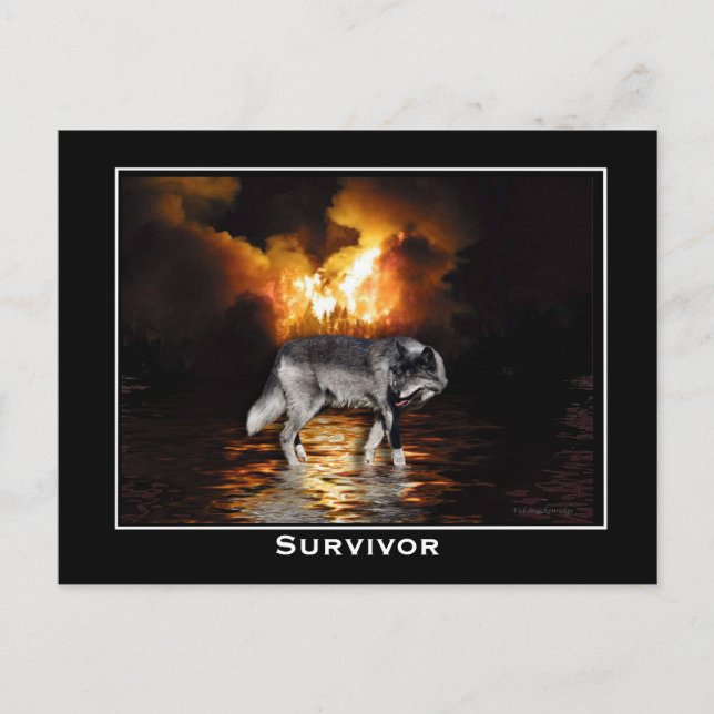 Gray Wolf Postcard Postkarte (Vorderseite)