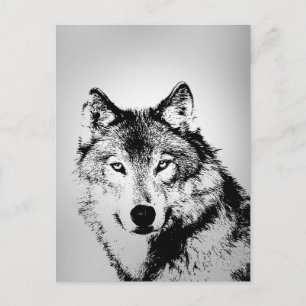 Gray Wolf Postcard Postkarte