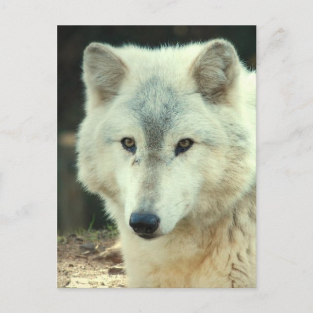 Gray Wolf Postcard Postkarte (Vorderseite)