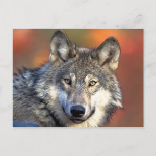 Gray Wolf Postcard Postkarte