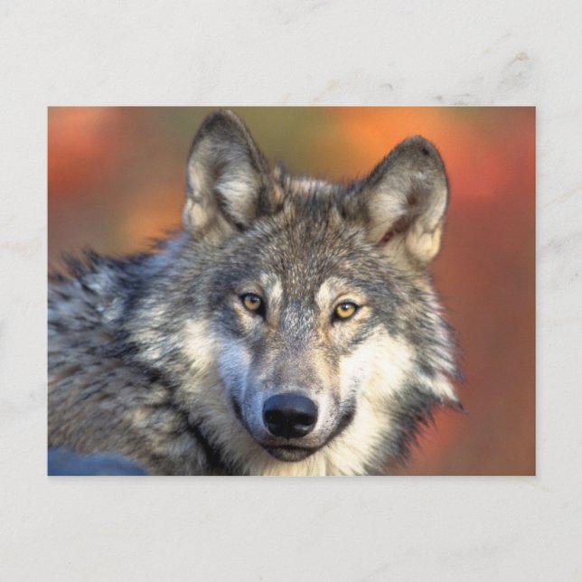 Gray Wolf Postcard Postkarte (Vorderseite)