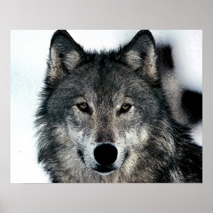 Gray Wolf Poster