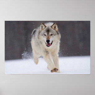 Gray Wolf Poster