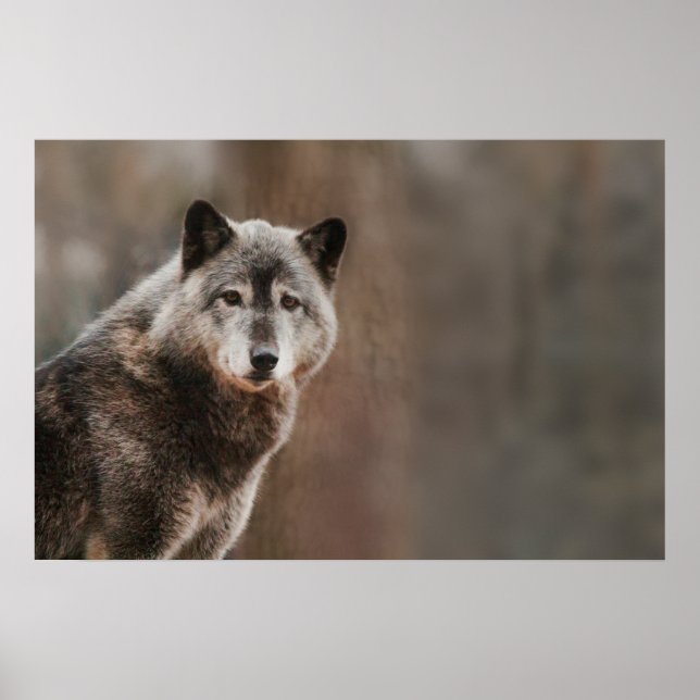 Gray Wolf Poster (Vorne)