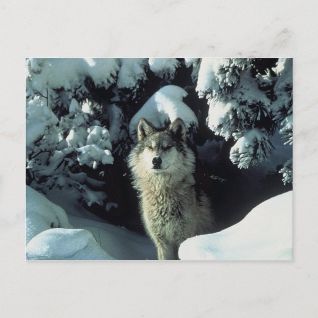 Gray Wolf Postkarte (Vorderseite)