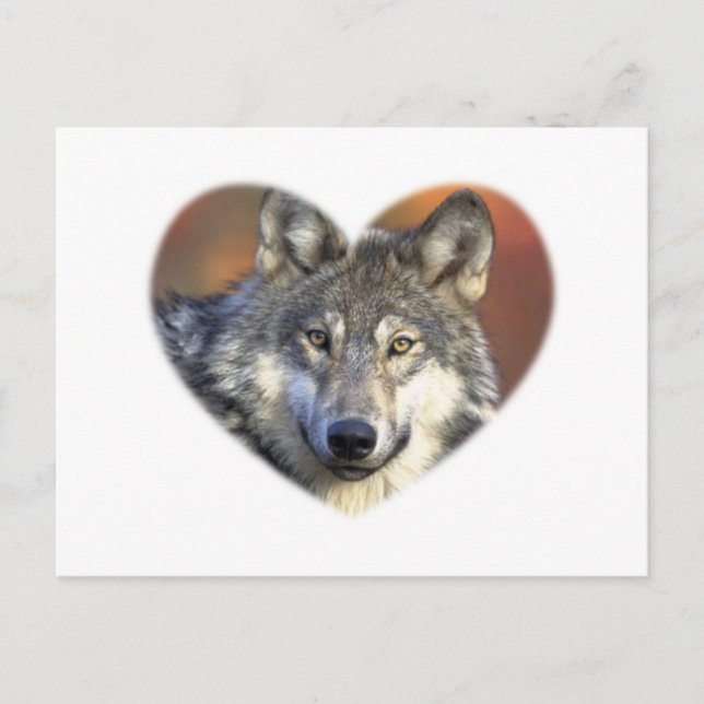 Gray Wolf Postkarte (Vorderseite)