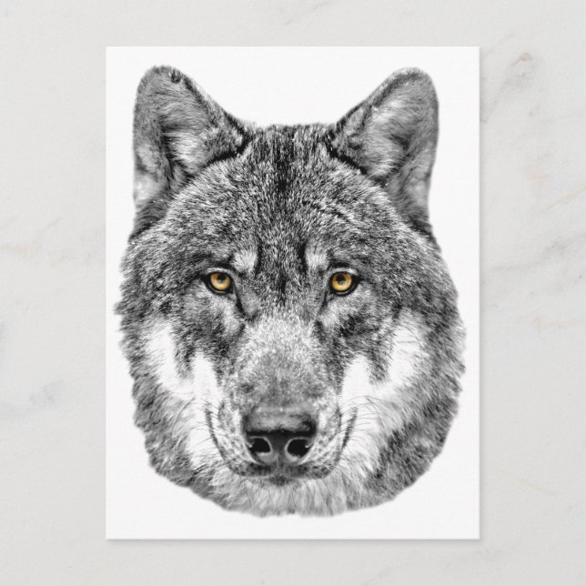 Gray Wolf Postkarte (Vorderseite)