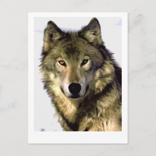 Gray Wolf Postkarte (Vorderseite)
