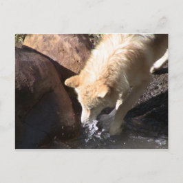 Gray Wolf Postkarte