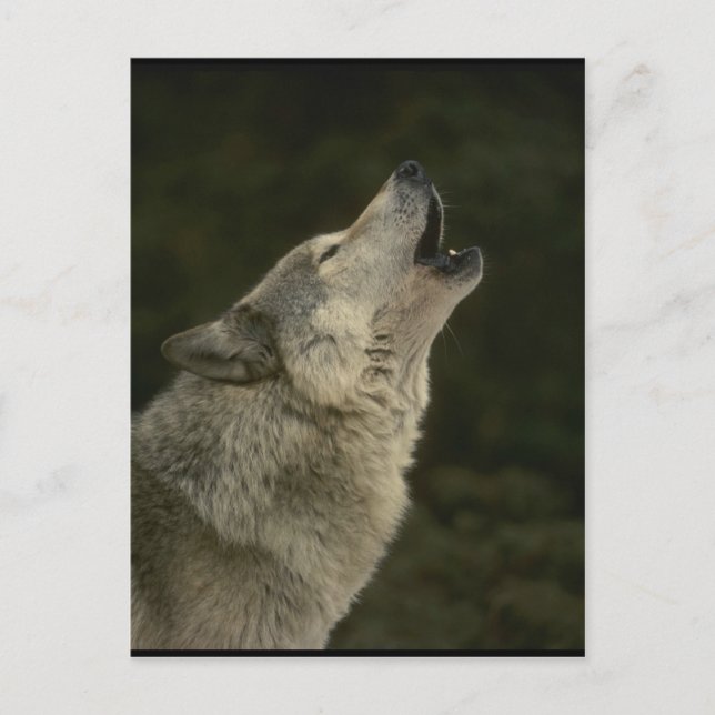 Gray Wolf Postkarte (Vorderseite)