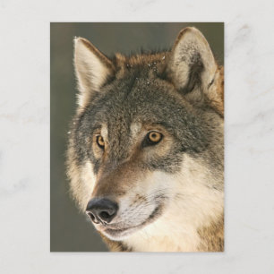 Gray Wolf Postkarte