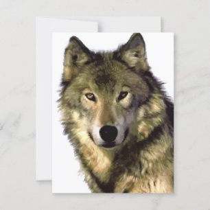 Gray Wolf Postkarte
