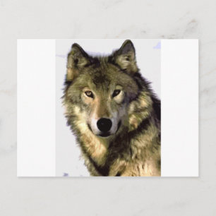 Gray Wolf Postkarte