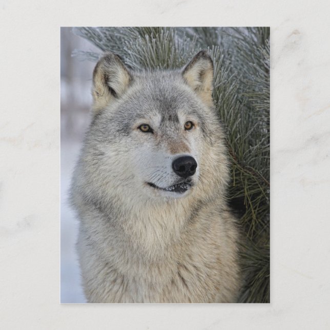 Gray Wolf Postkarte (Vorderseite)