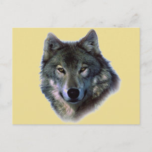Gray Wolf Postkarte