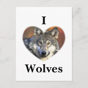 Gray Wolf Postkarte