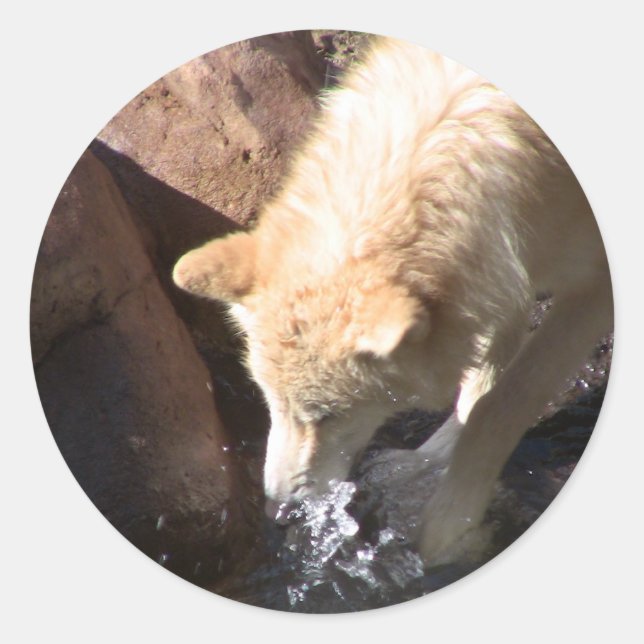 Gray Wolf Runder Aufkleber (Vorderseite)