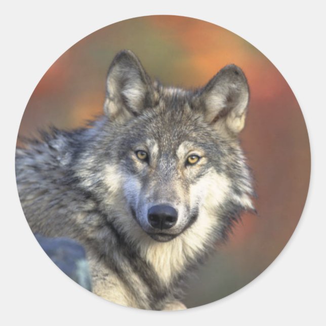 Gray Wolf Runder Aufkleber (Vorderseite)