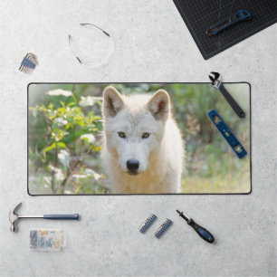 Gray Wolf, schöne Kaninenfotografie Schreibtischunterlage