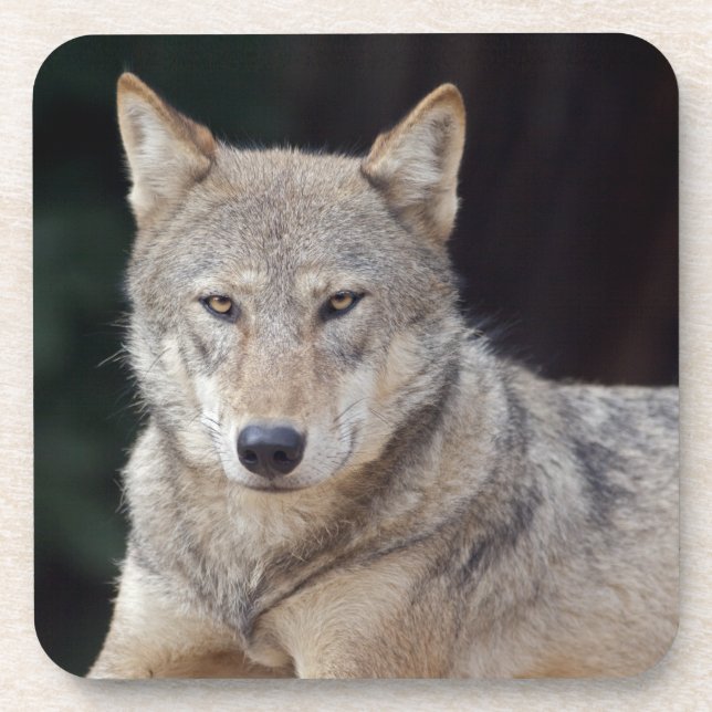 Gray Wolf Set von 6 Untersetzer (Vorderseite)