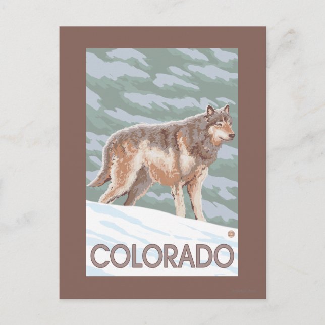 Gray Wolf StandingColorado Postkarte (Vorderseite)