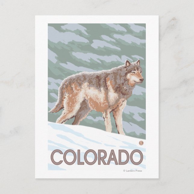 Gray Wolf StandingColorado Postkarte (Vorderseite)