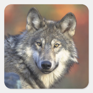 Gray Wolf Sticker (Square)