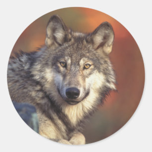 Gray Wolf Stickers