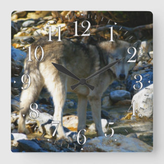 Gray Wolf & Stony Creek Foto Clock Quadratische Wanduhr