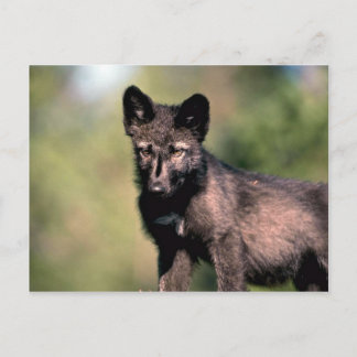 Gray Wolf-Summer-(Black-Phase) cub Postkarte